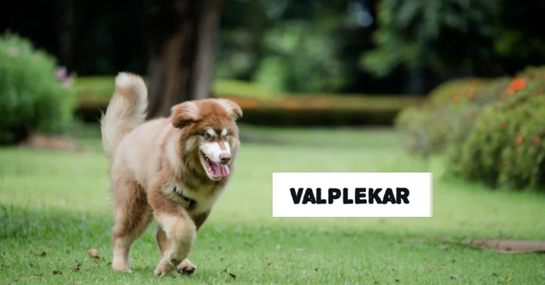 Valplekar: The Swedish Approach to Puppy Play and Socialization